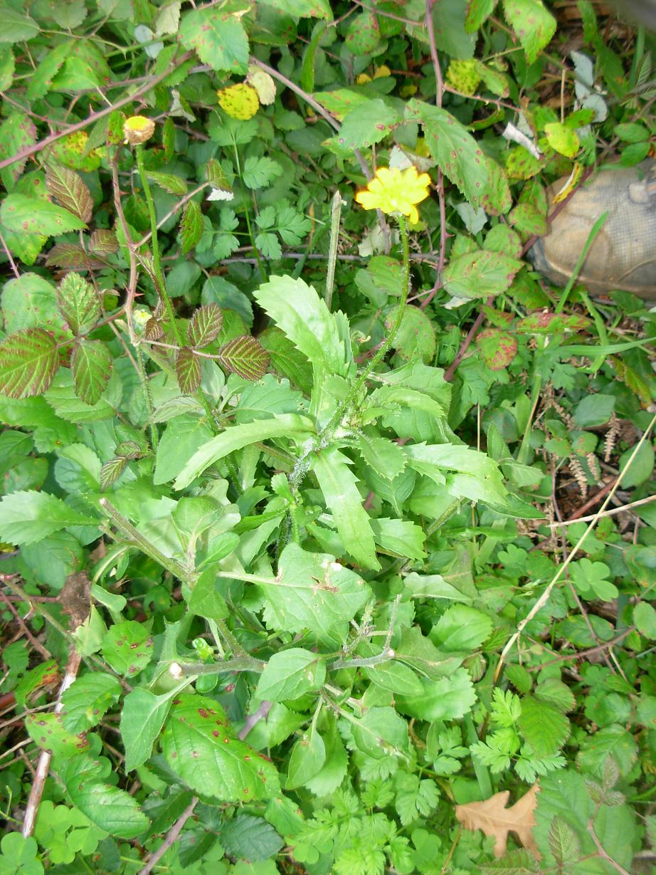 Coleostephus myconis (L.) Rchb. f. / Margherita gialla